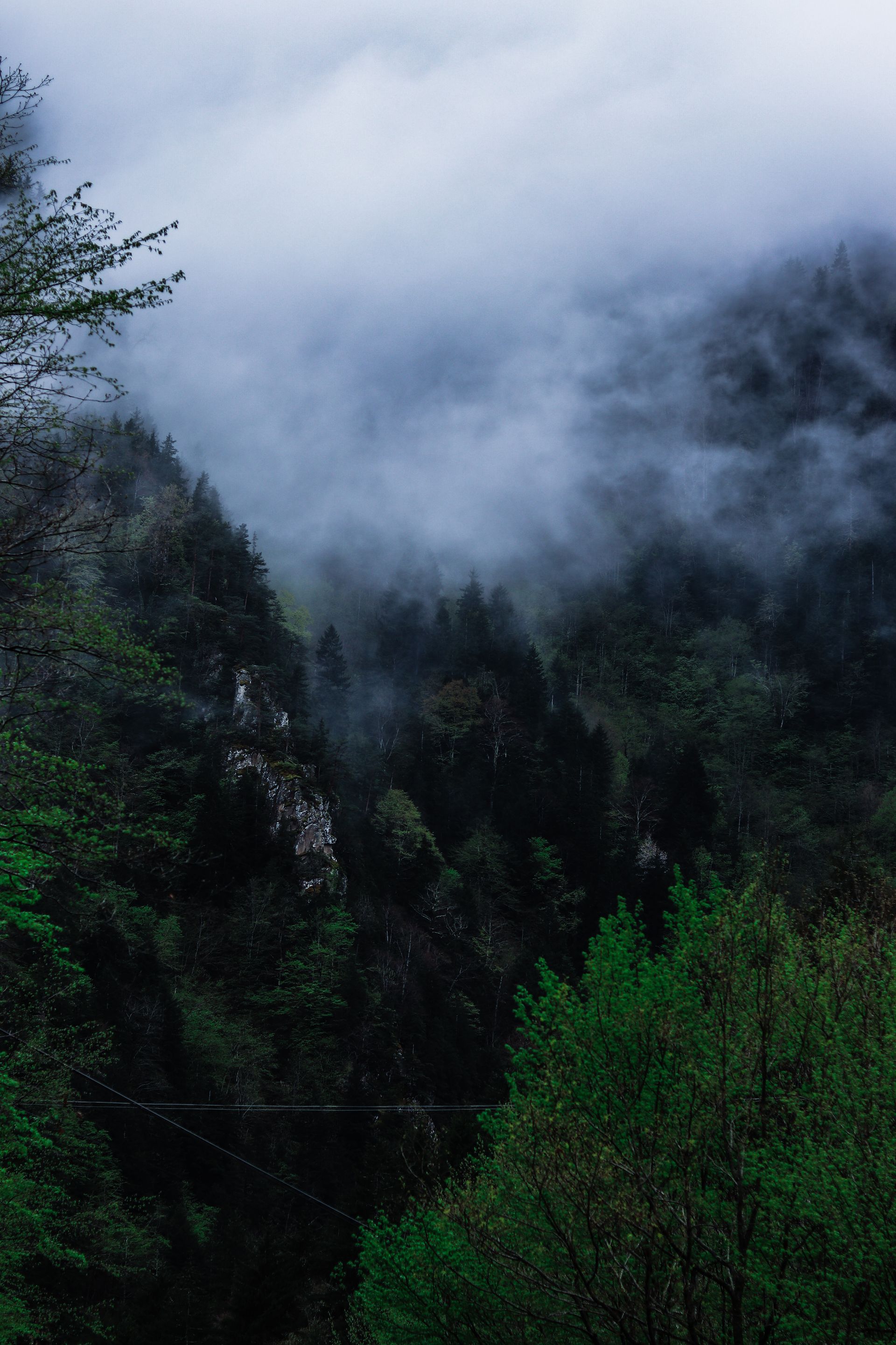 Valle de bosque entre montañas envueltas en neblina